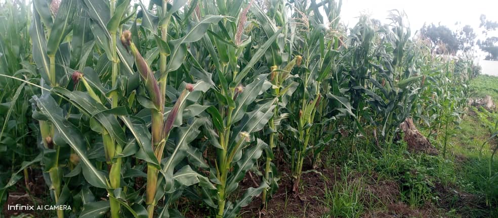 Quality maize crops