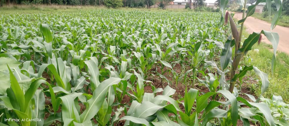 Quality maize crops